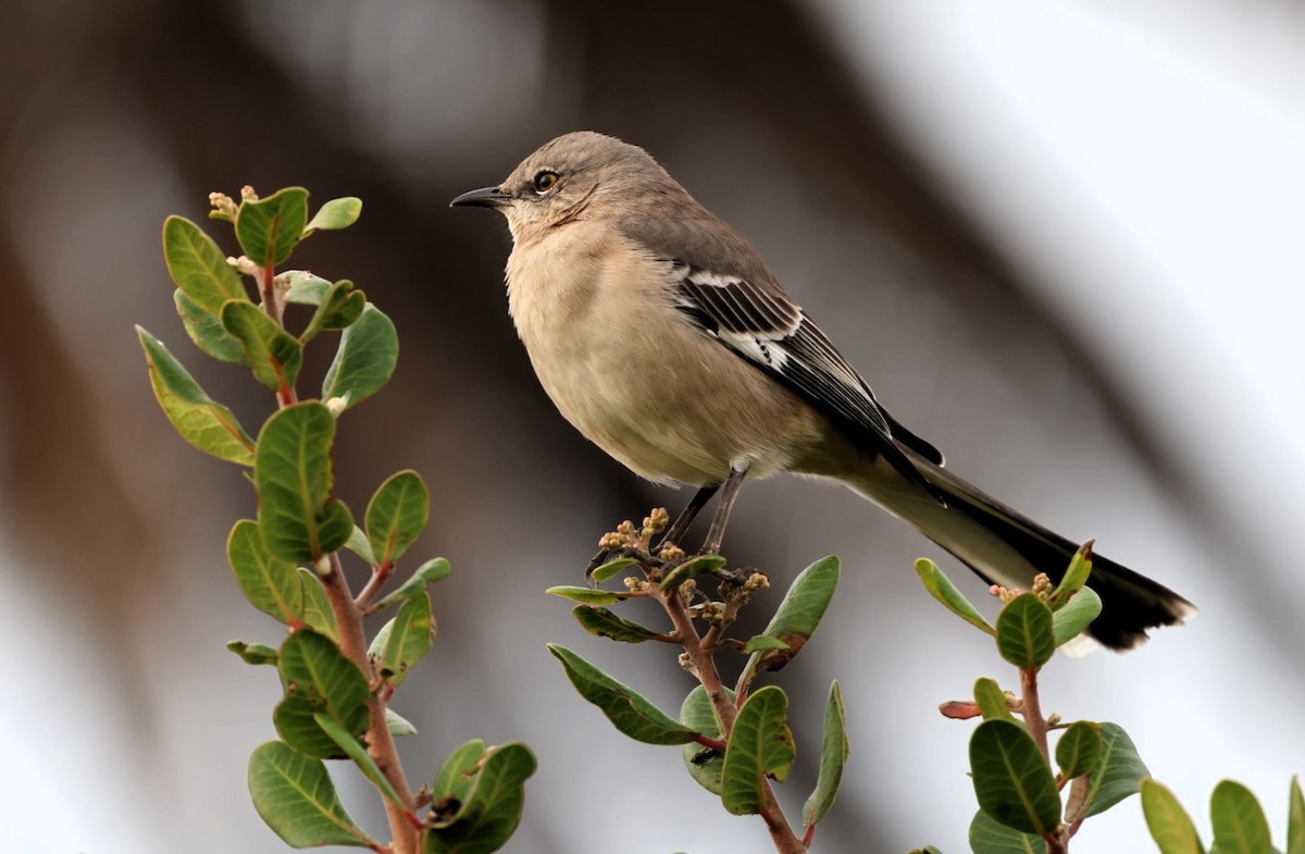 Kuzeyli Taklitçi - ML645531995