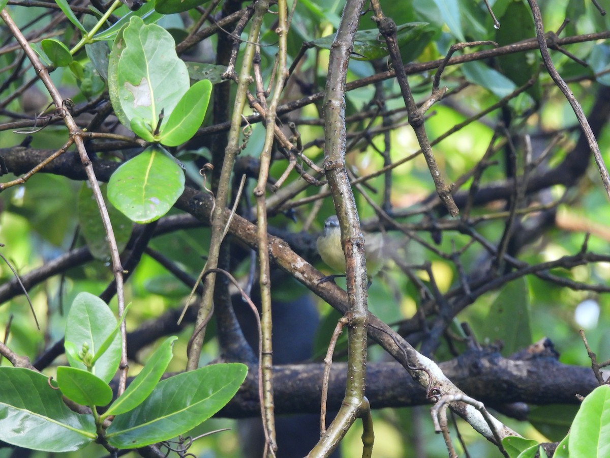 Uzun Kuyruklu İnezya - ML645531996