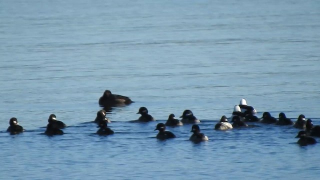 Ak Yanaklı Ördek - ML645531997