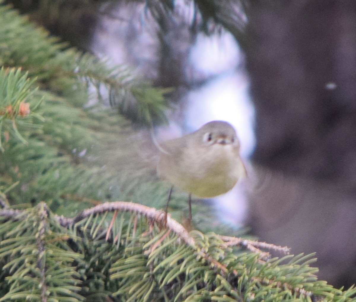 Gözlüklü Çalıkuşu - ML645531998