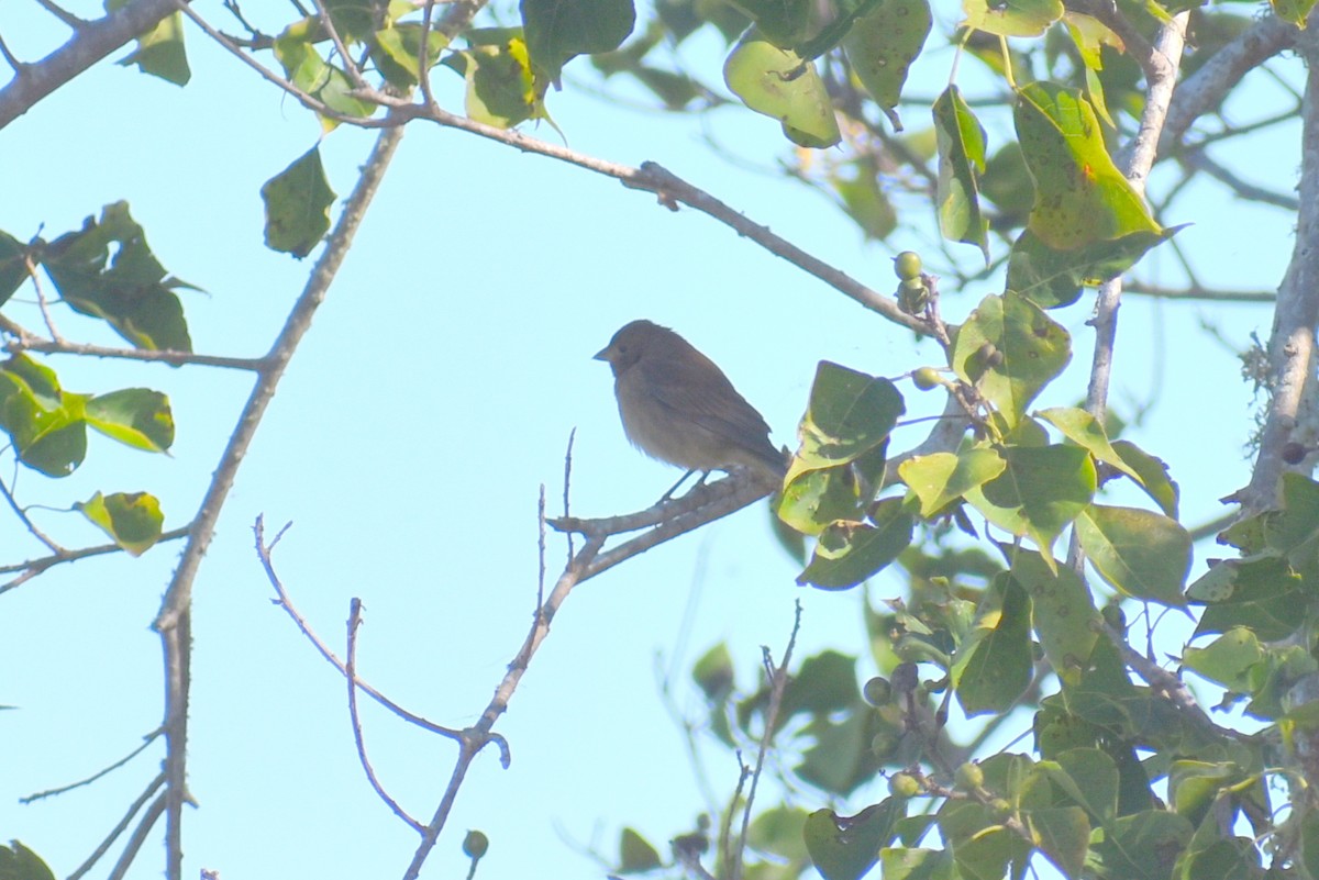 Çivit Çintesi - ML645531999