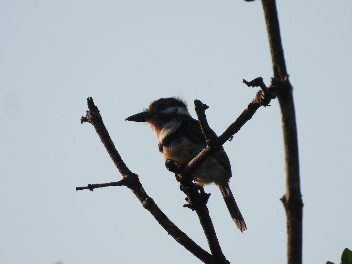 Pas Gerdanlı Pufkuşu - ML645532000