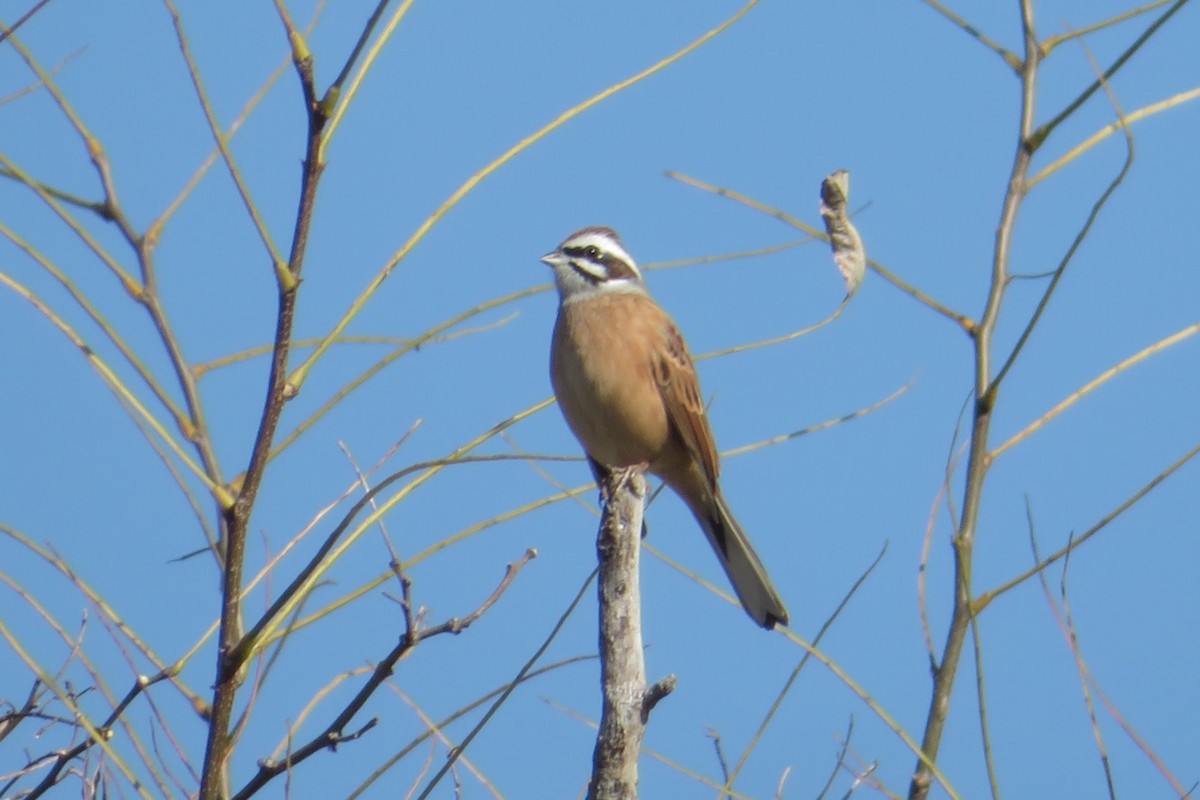 Çayır Çintesi - ML645532001