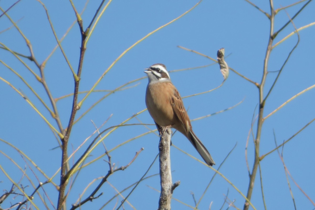 Çayır Çintesi - ML645532002