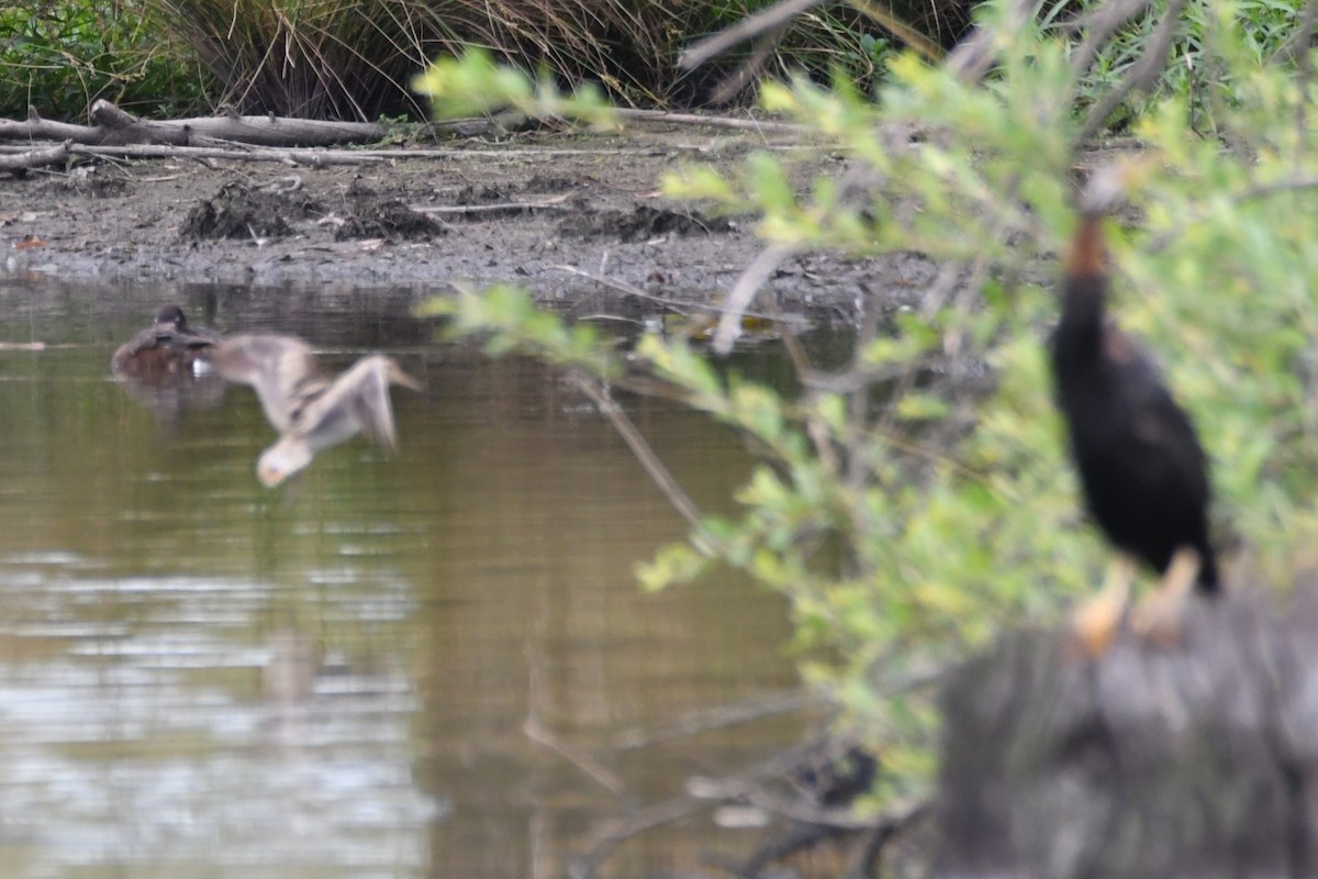 Japon Suçulluğu - ML645532004