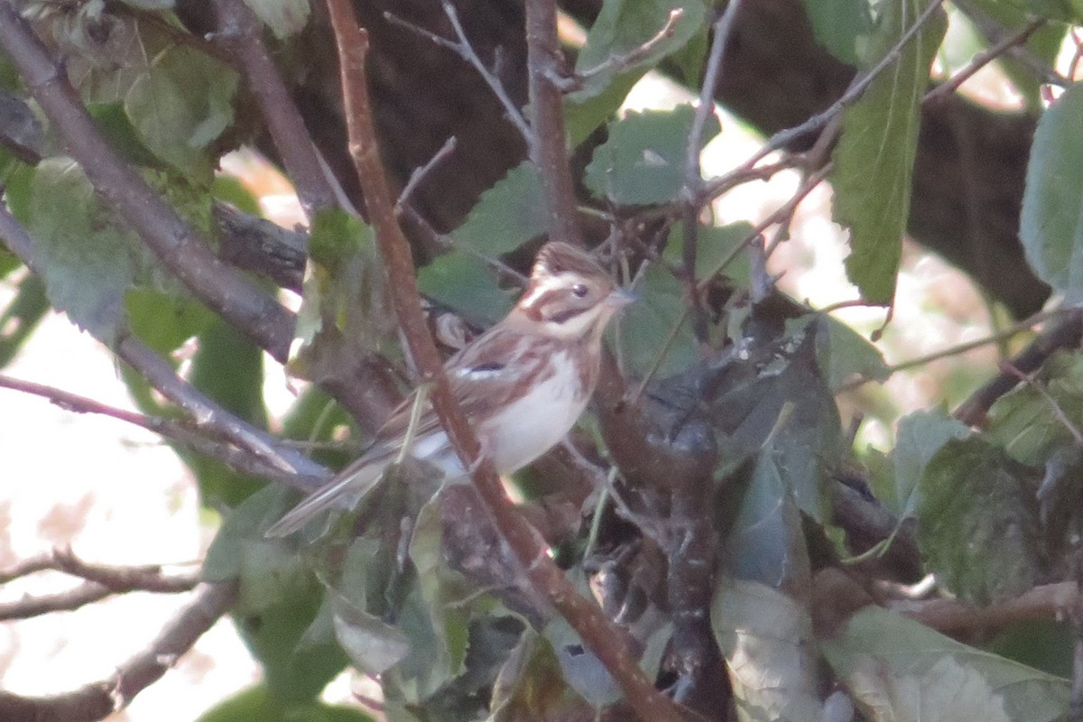 Ak Kaşlı Çinte - ML645532005