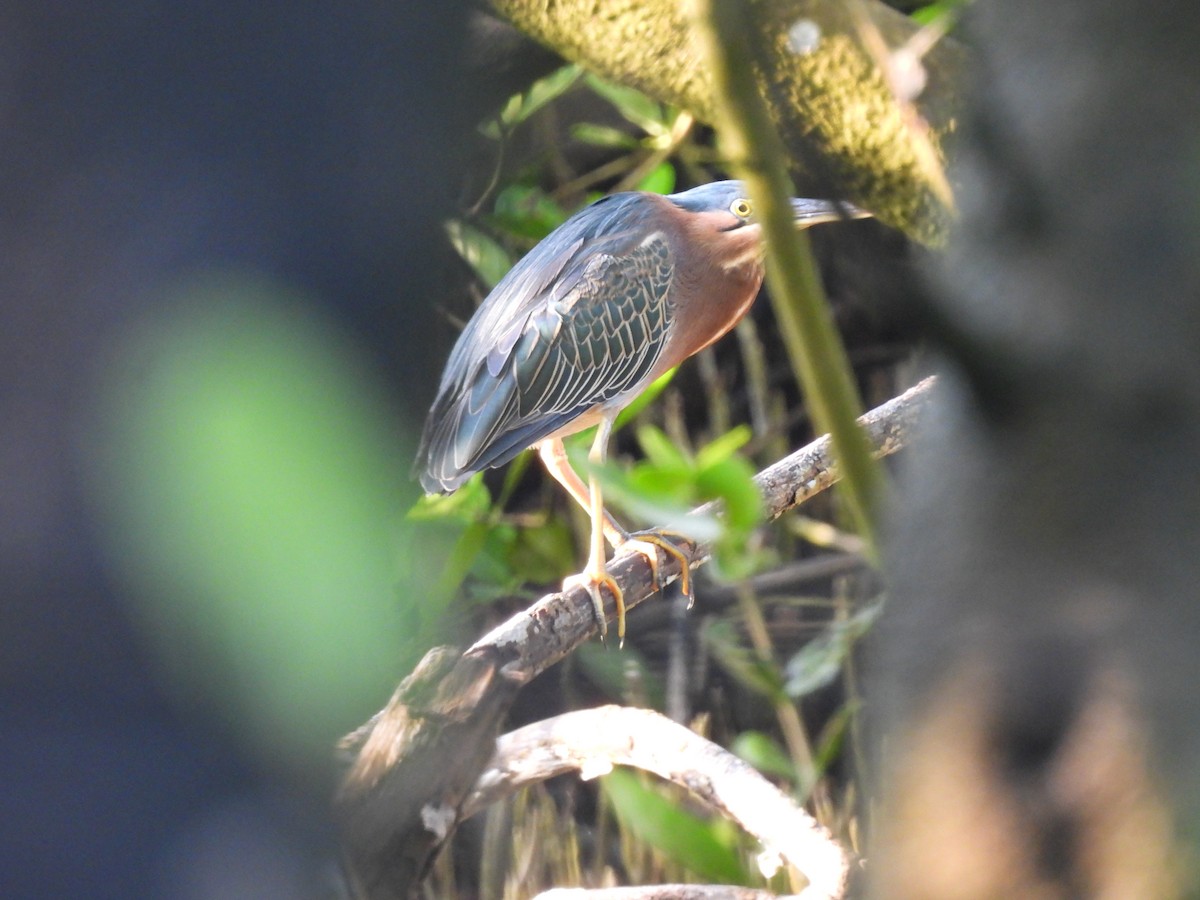 Green Heron - ML645532006