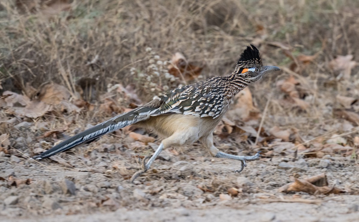 Greater Roadrunner - ML645532007