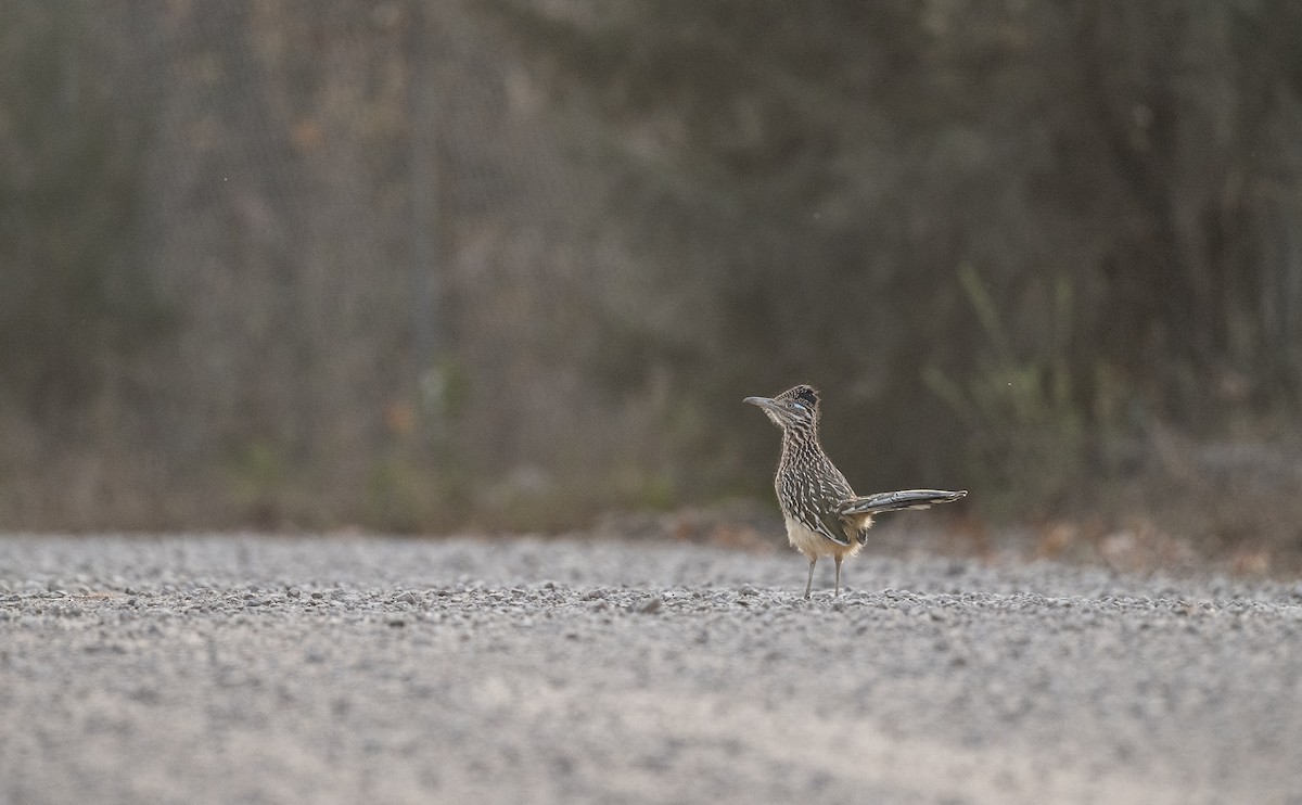 Greater Roadrunner - ML645532010