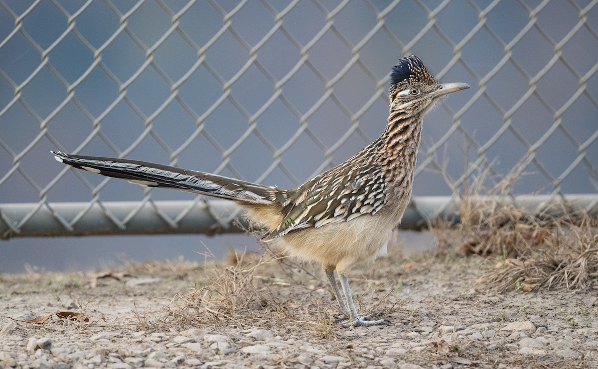 Greater Roadrunner - ML645532011