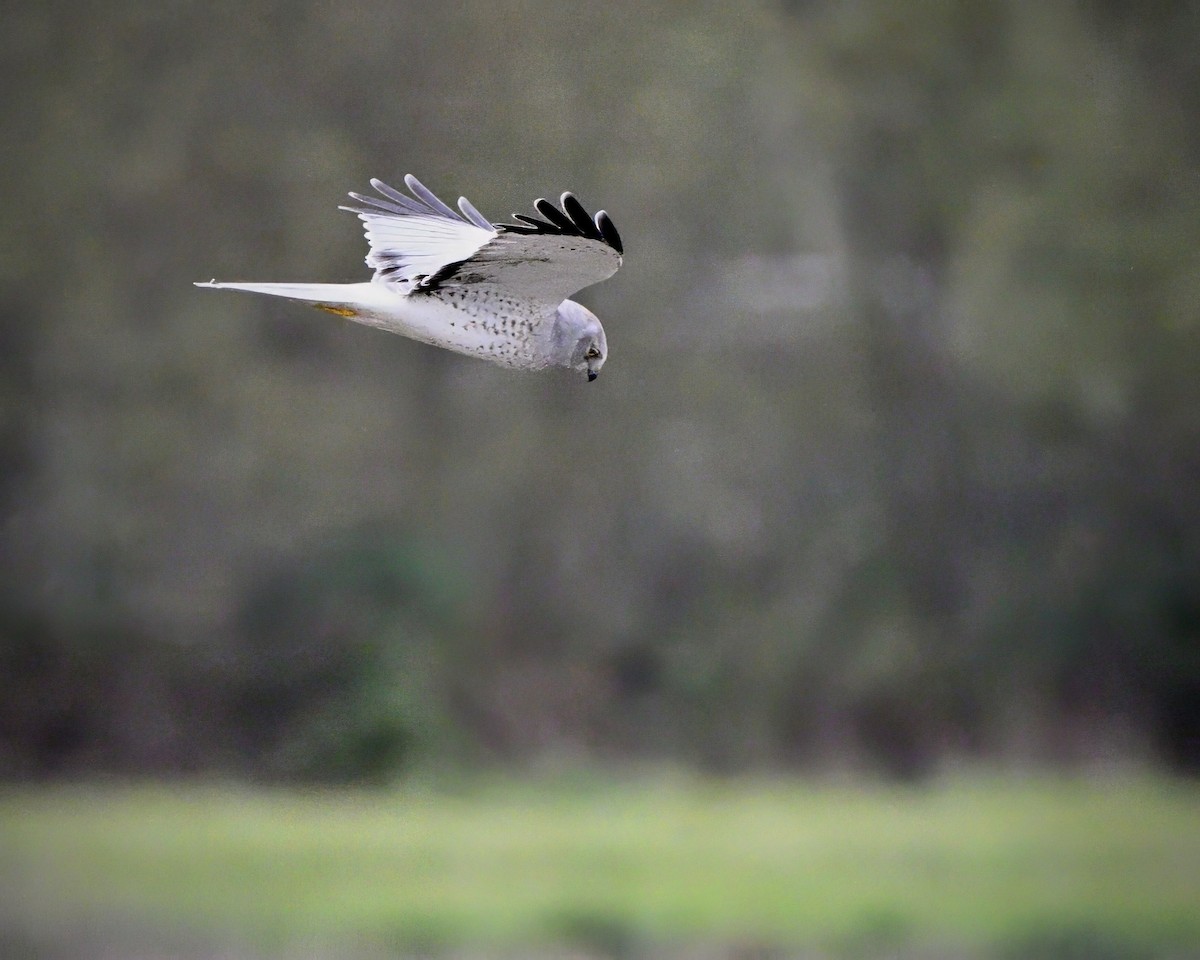 זרון אמריקני - ML645532015