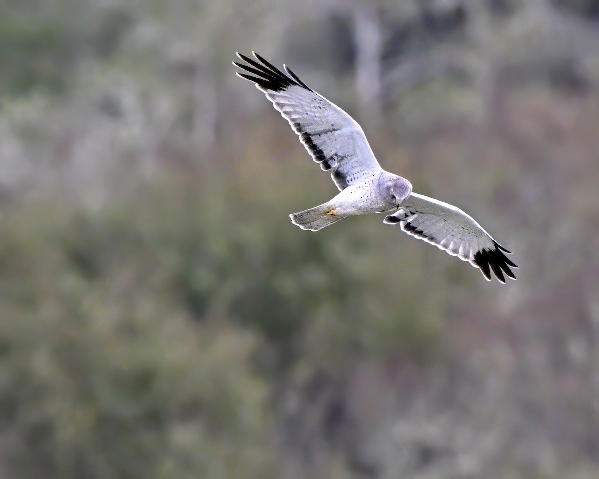 זרון אמריקני - ML645532016