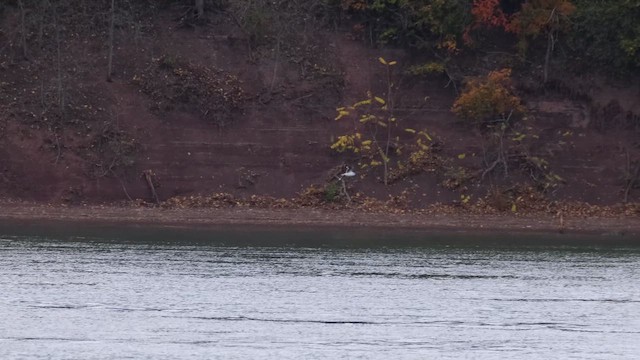 Küçük Martı - ML645532036