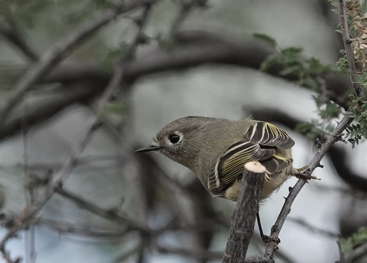 Ruby-crowned Kinglet - ML645532038