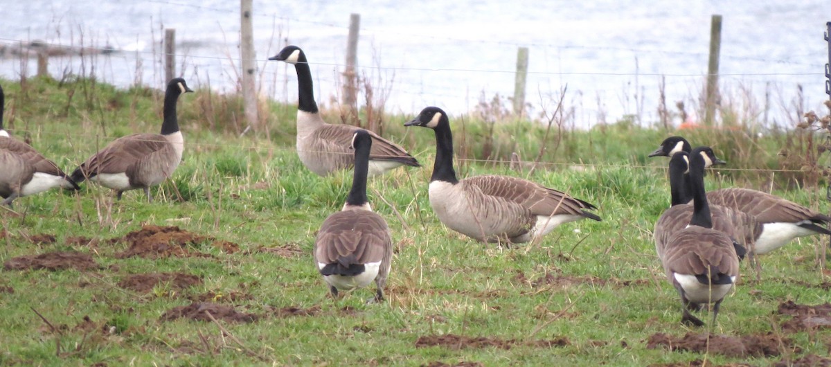 Canada Goose - ML645532040
