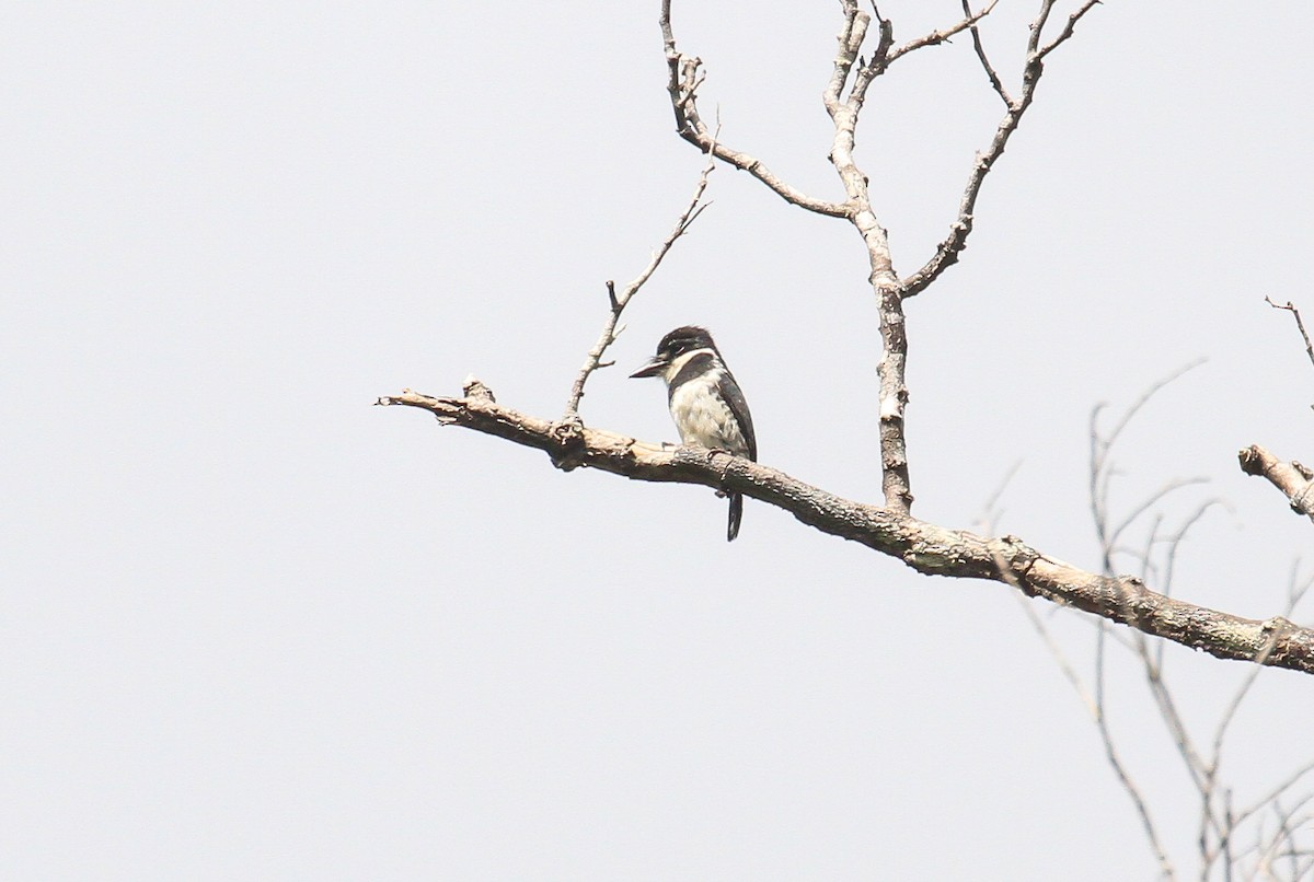 Pied Puffbird (Greater) - ML645532044
