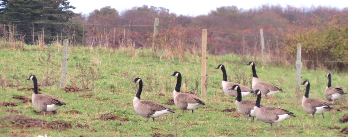 Canada Goose - ML645532050