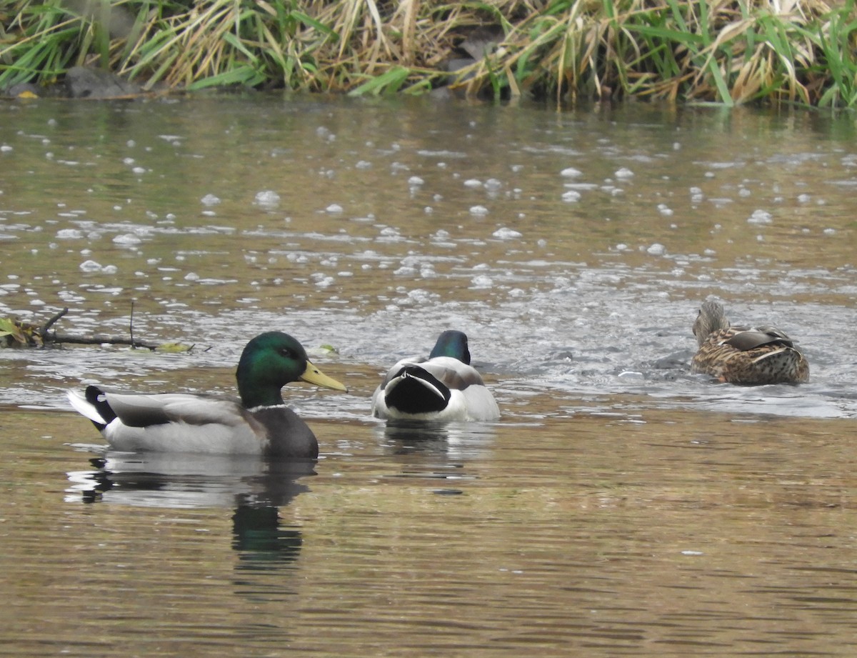 ברכיה - ML645532060