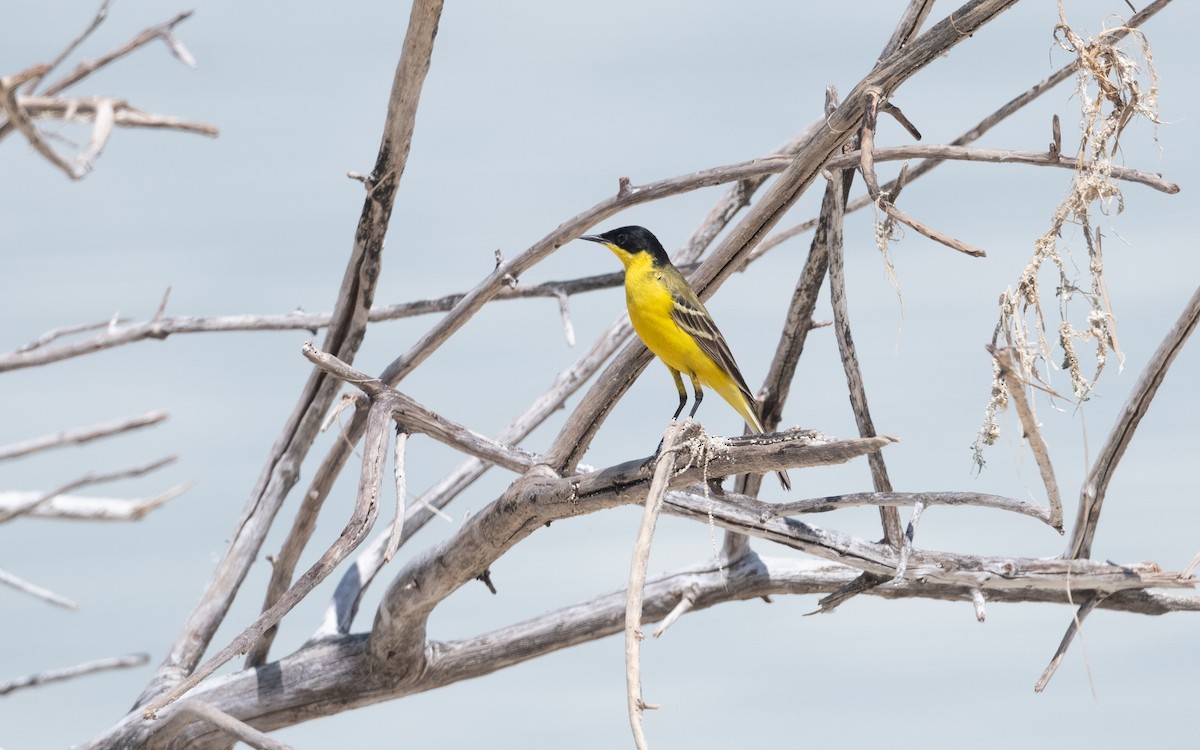 Western Yellow Wagtail (feldegg) - ML645532062