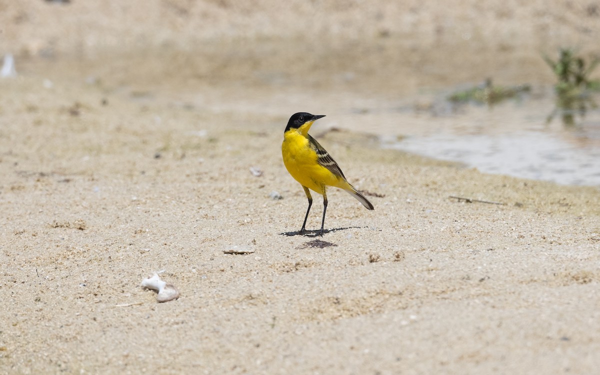 Western Yellow Wagtail (feldegg) - ML645532063