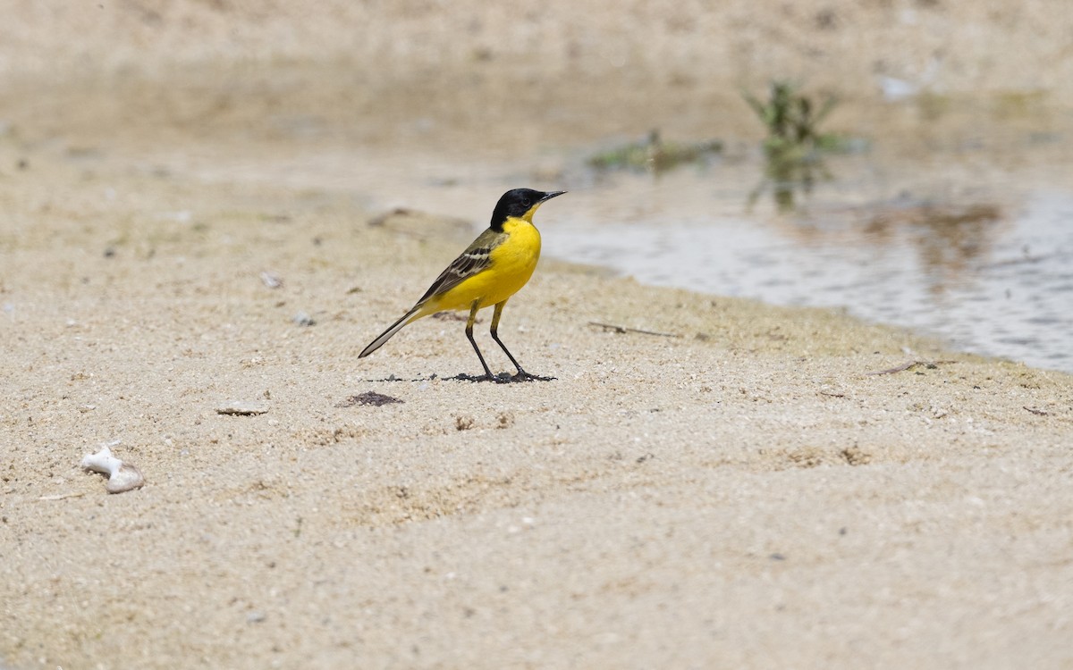 Western Yellow Wagtail (feldegg) - ML645532064