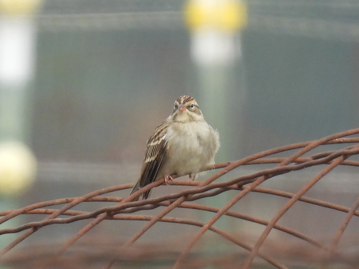Chipping Sparrow - ML645532065