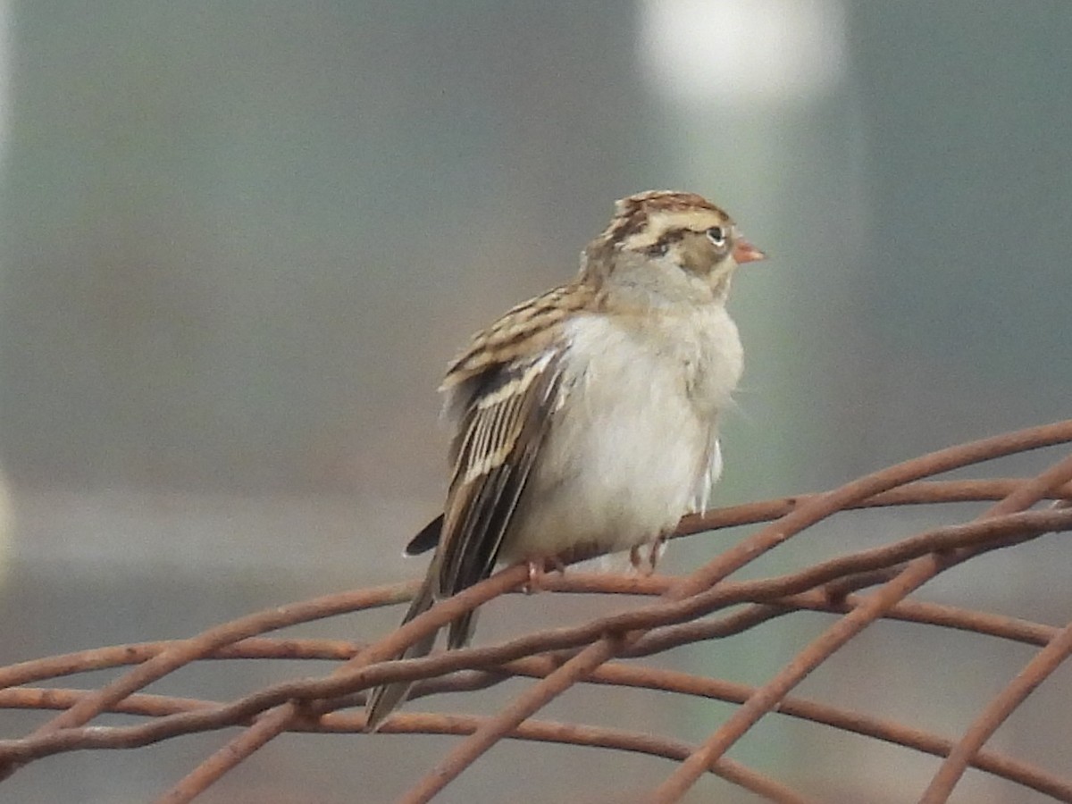 Chipping Sparrow - ML645532066