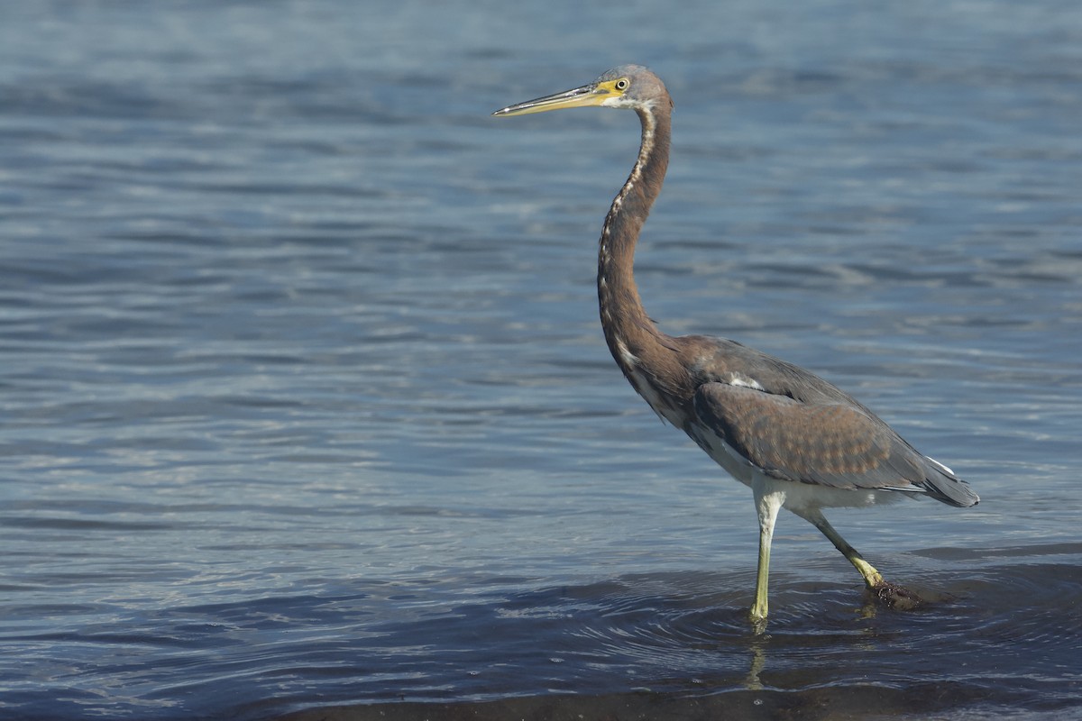 Tricolored Heron - ML645532067