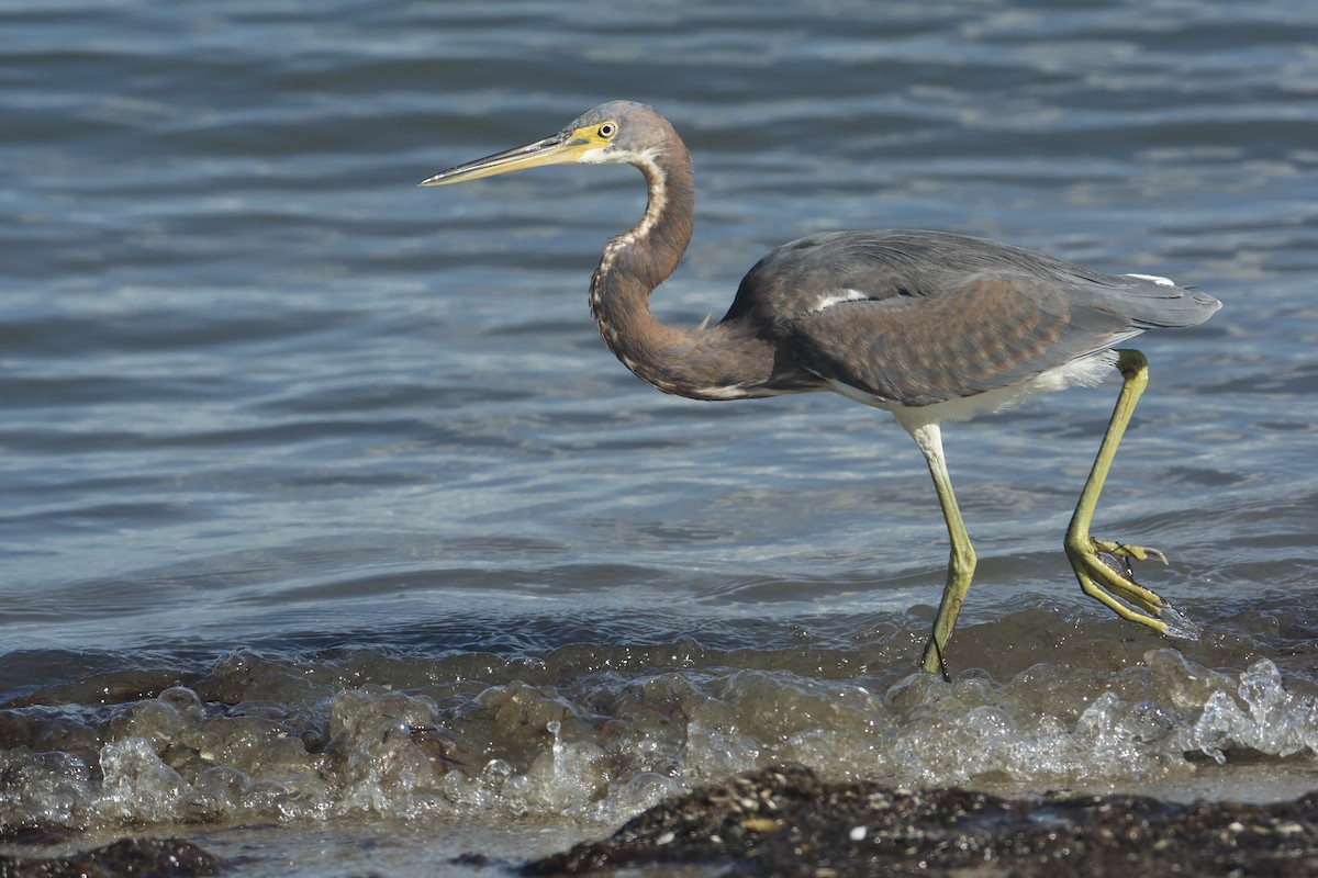 Tricolored Heron - ML645532068