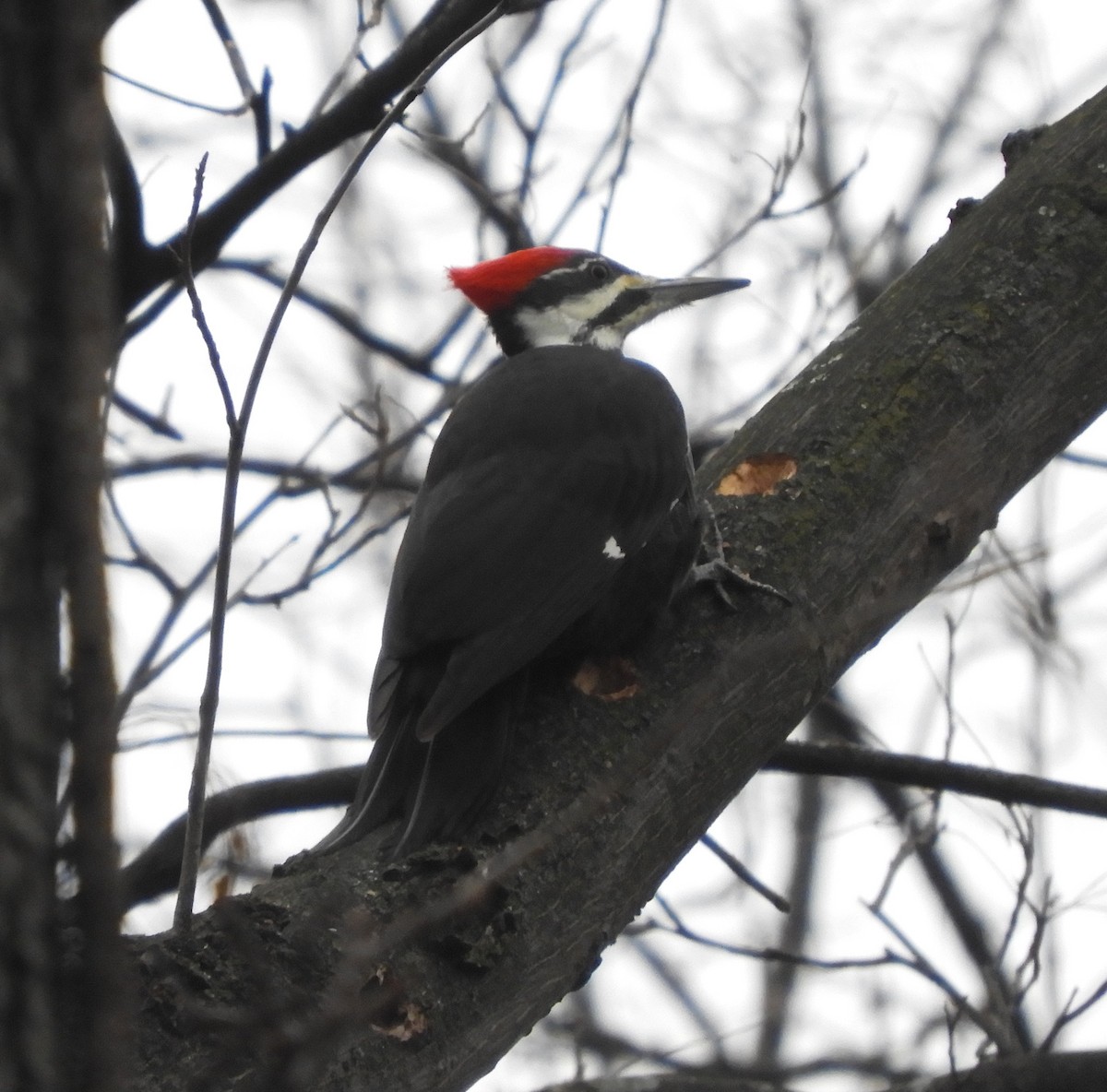 datel chocholatý - ML645532069
