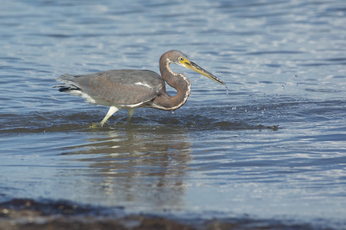 Tricolored Heron - ML645532073