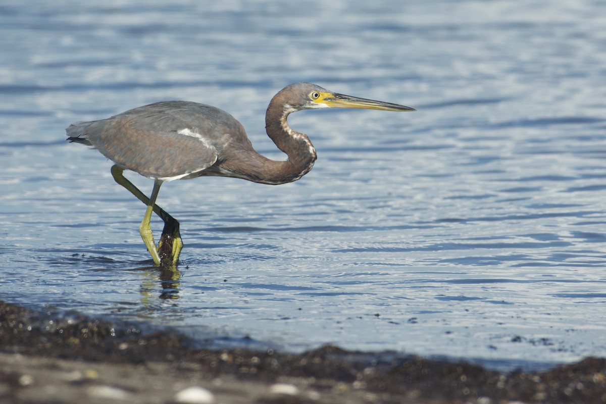 Tricolored Heron - ML645532074