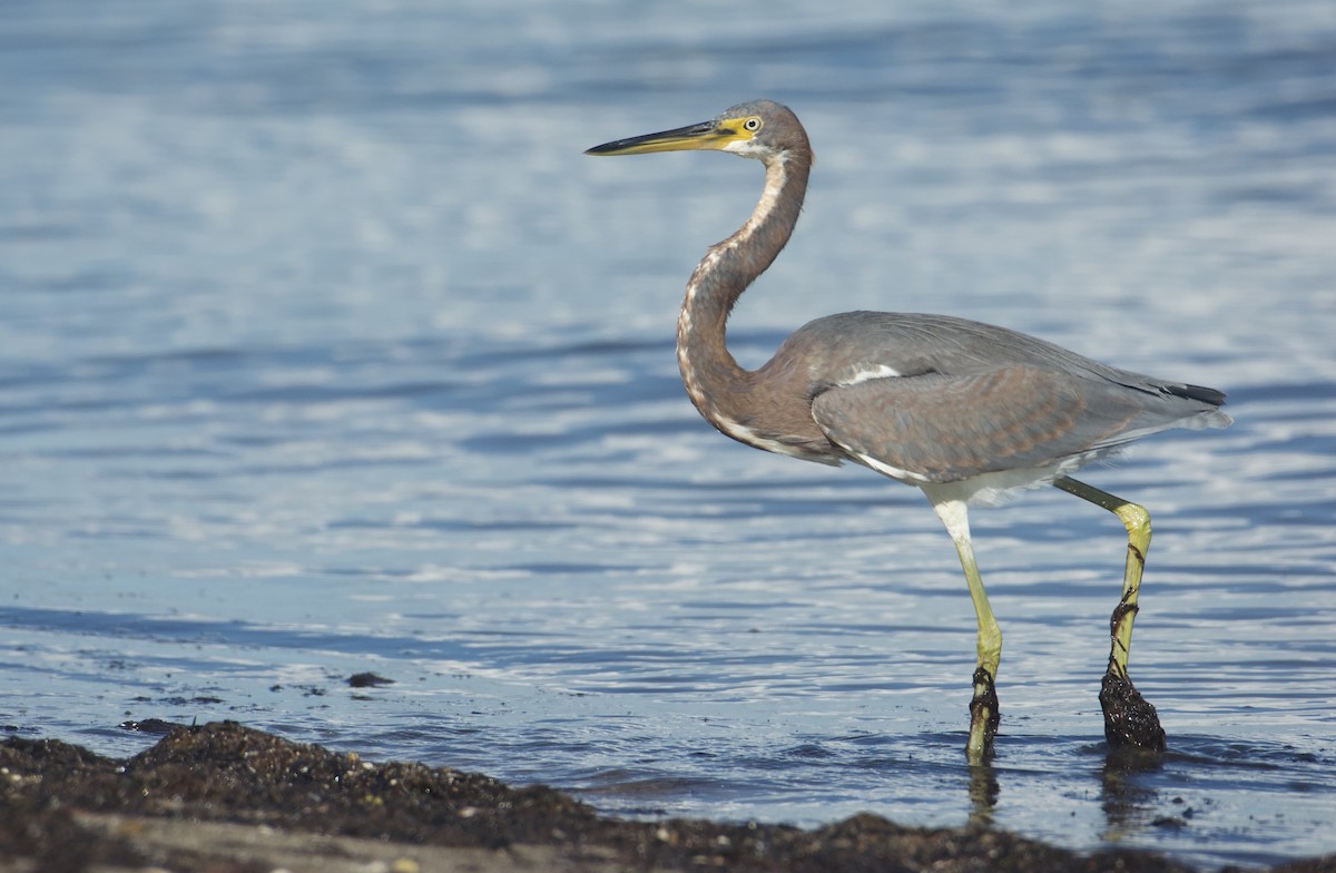 Tricolored Heron - ML645532075