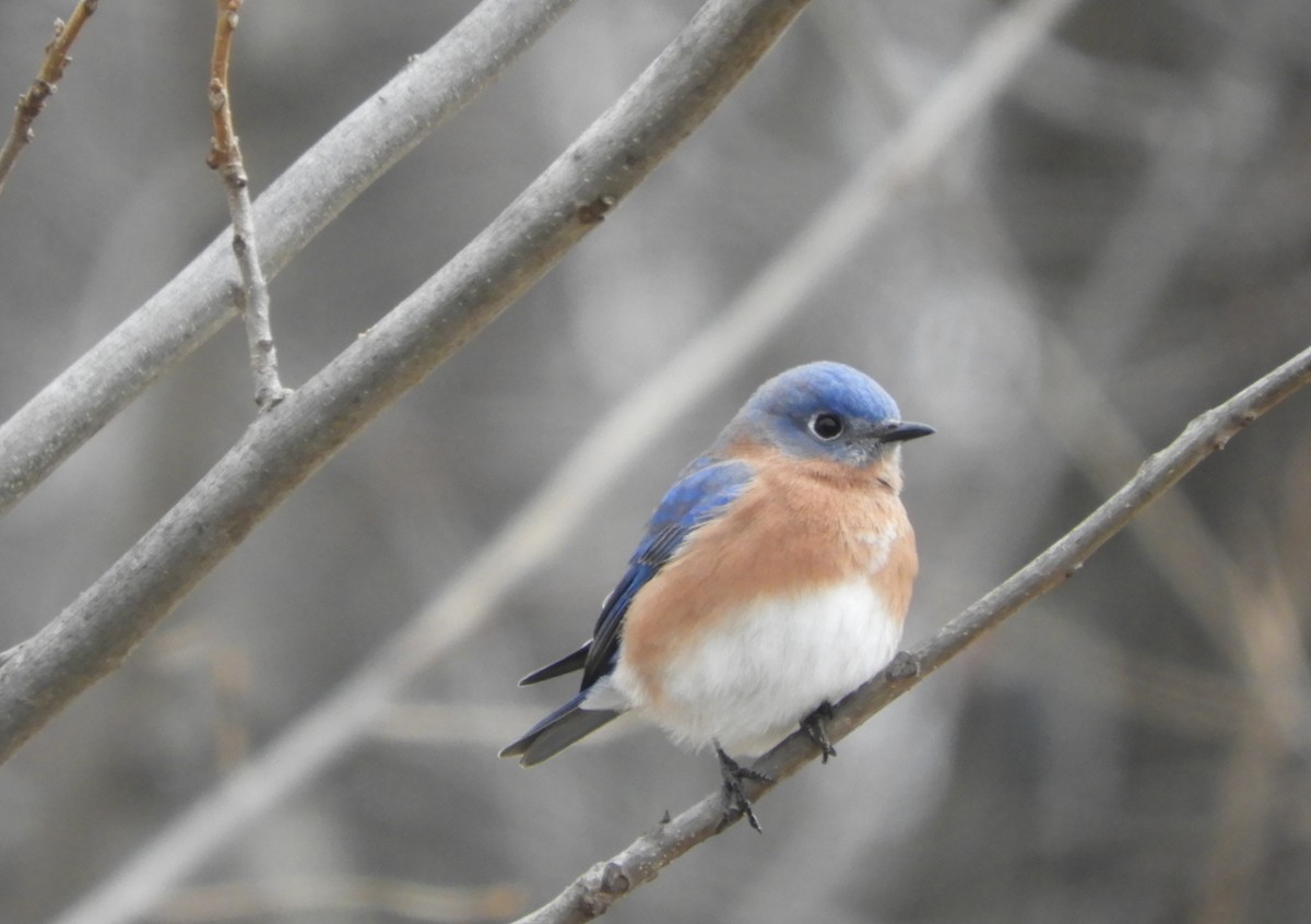 Eastern Bluebird - ML645532081