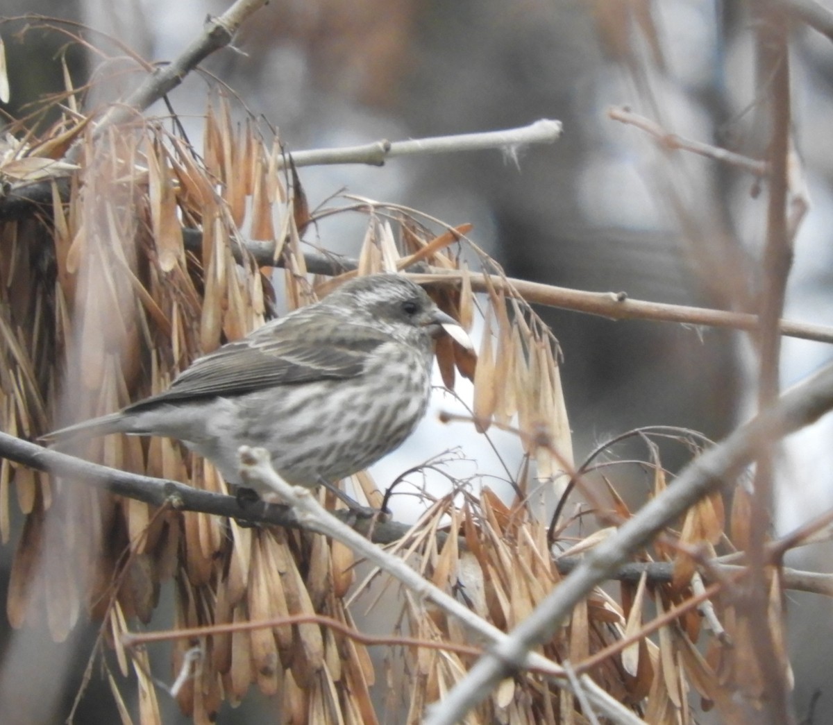 Purple Finch - ML645532086
