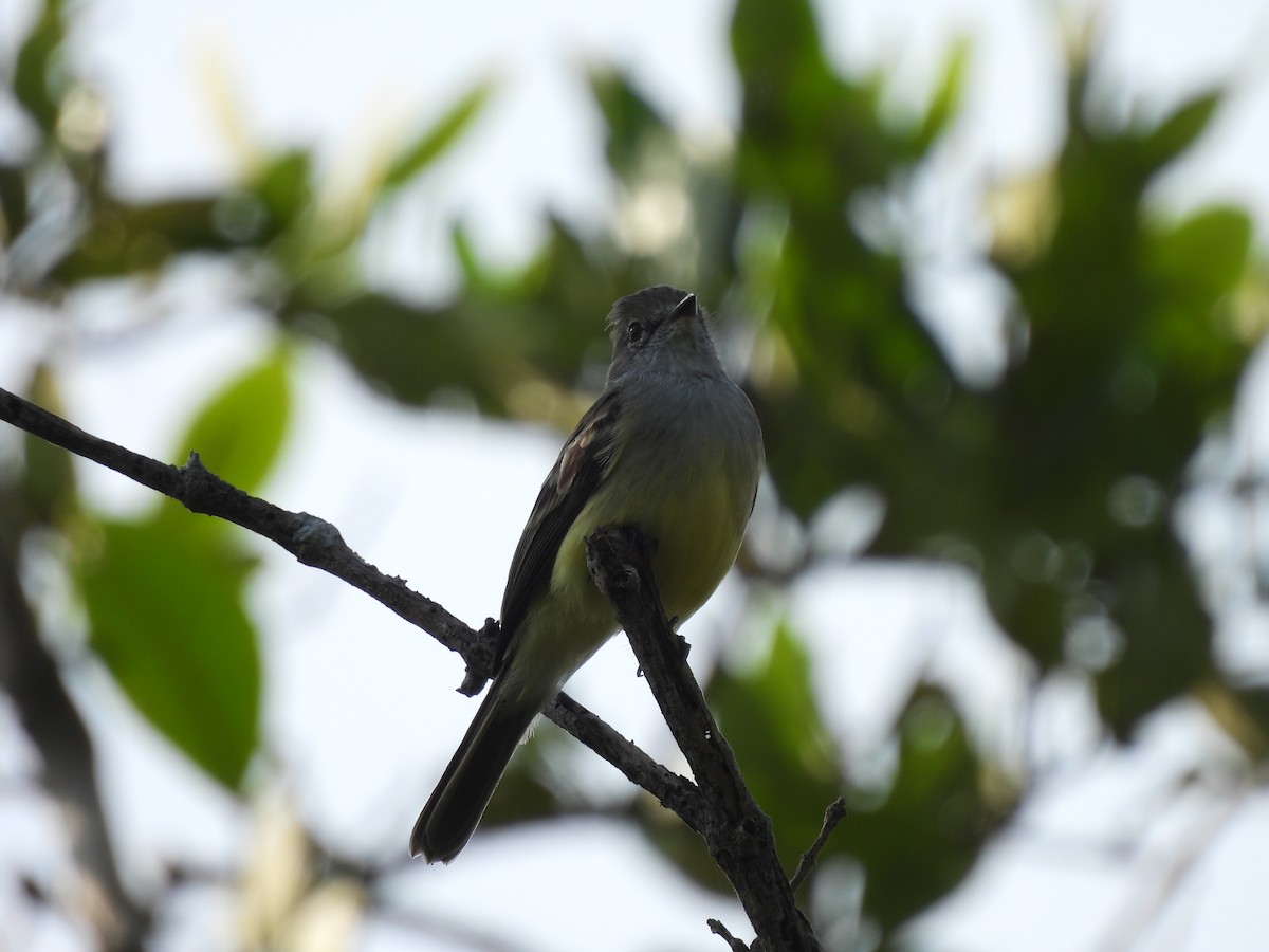 Northern Scrub-Flycatcher - ML645532087