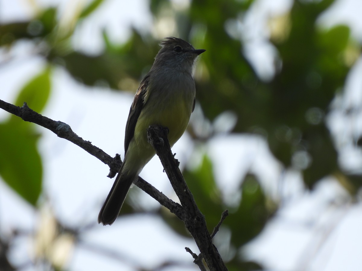 Northern Scrub-Flycatcher - ML645532088