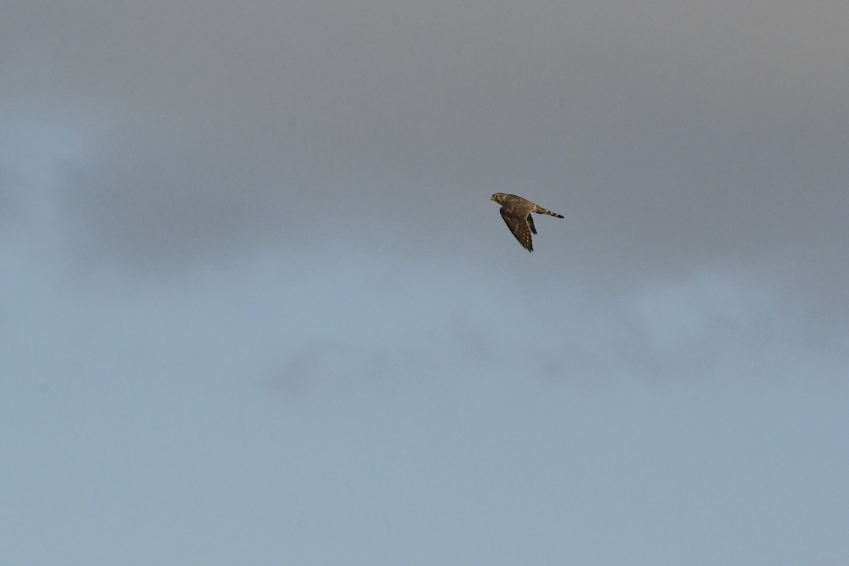 Merlin - ML645532101