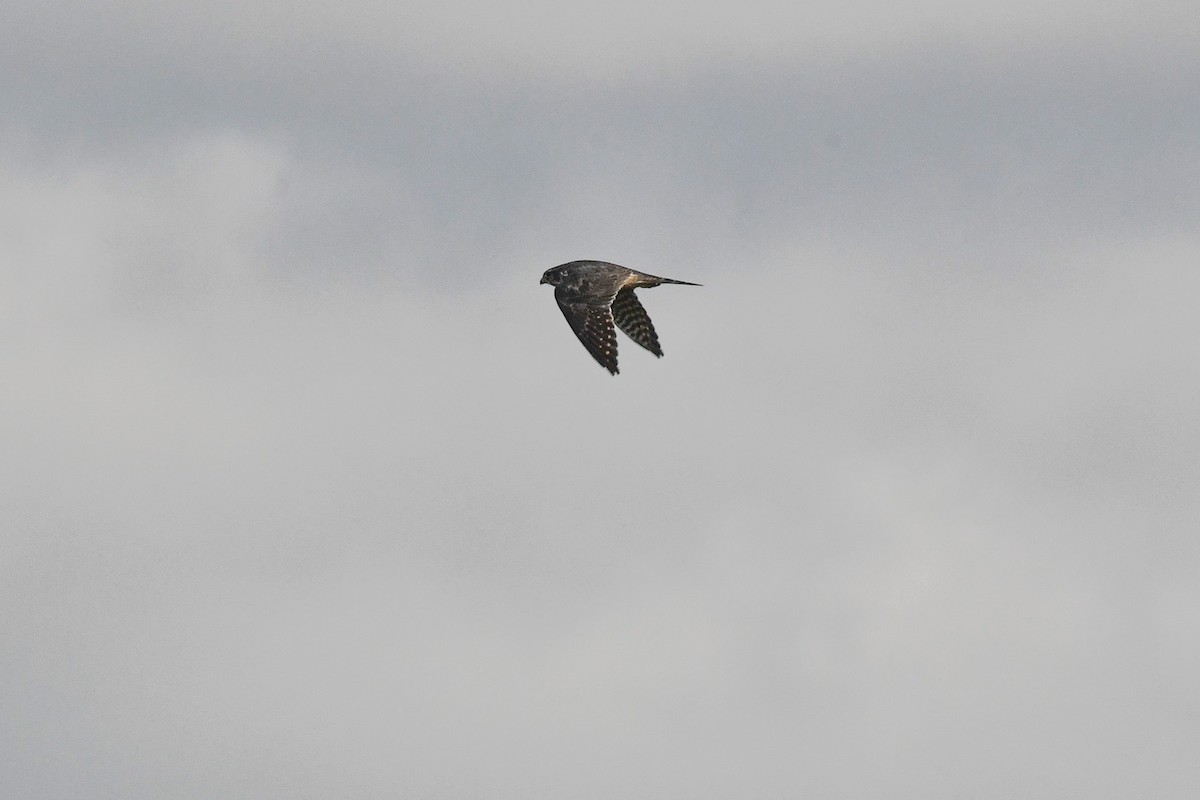 Merlin - ML645532102