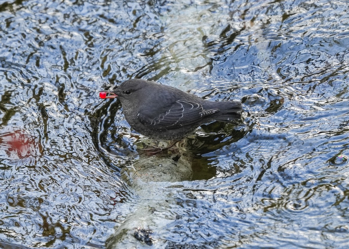 Ur-zozo iparramerikarra - ML645532105