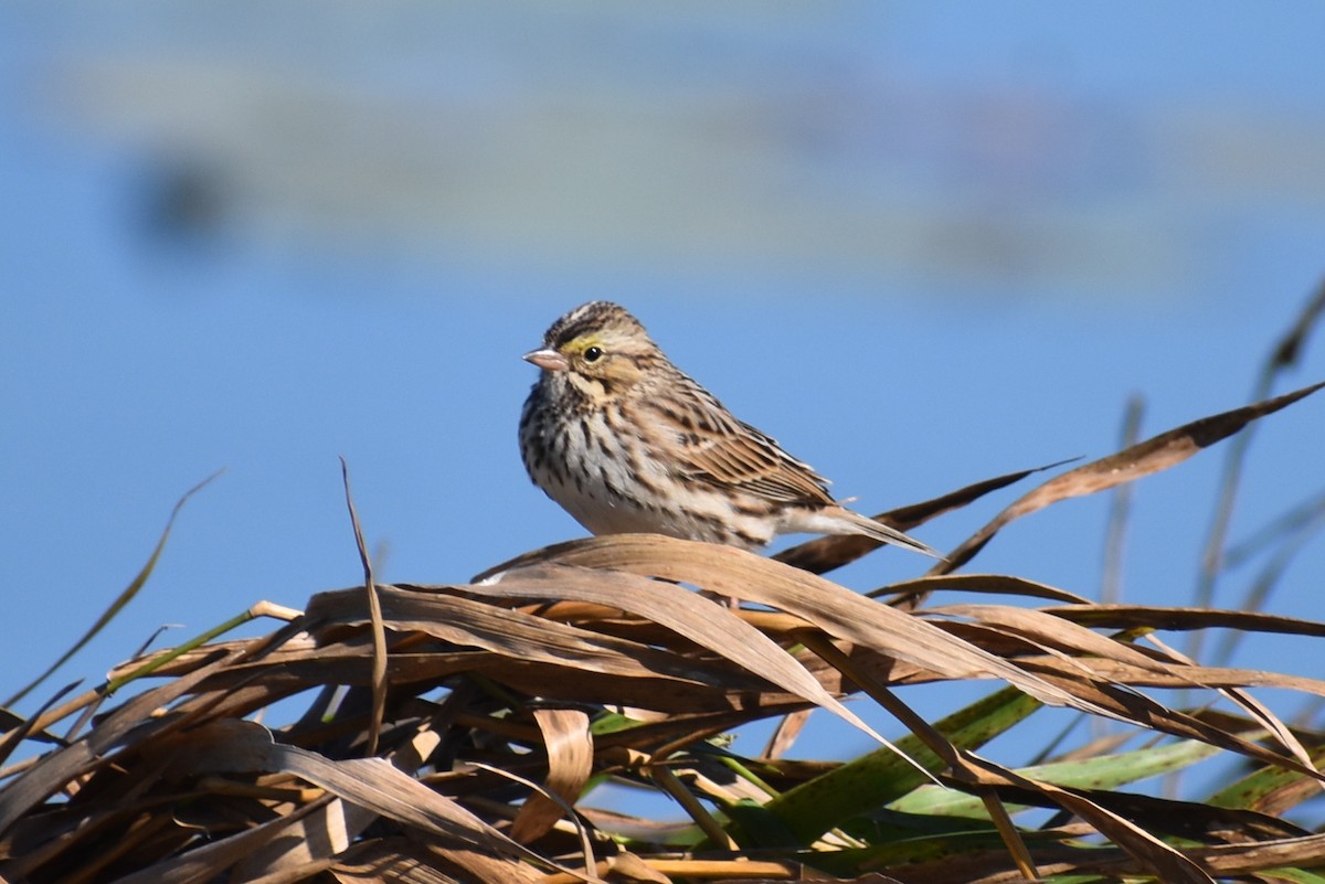 Savannah Sparrow - ML645532108