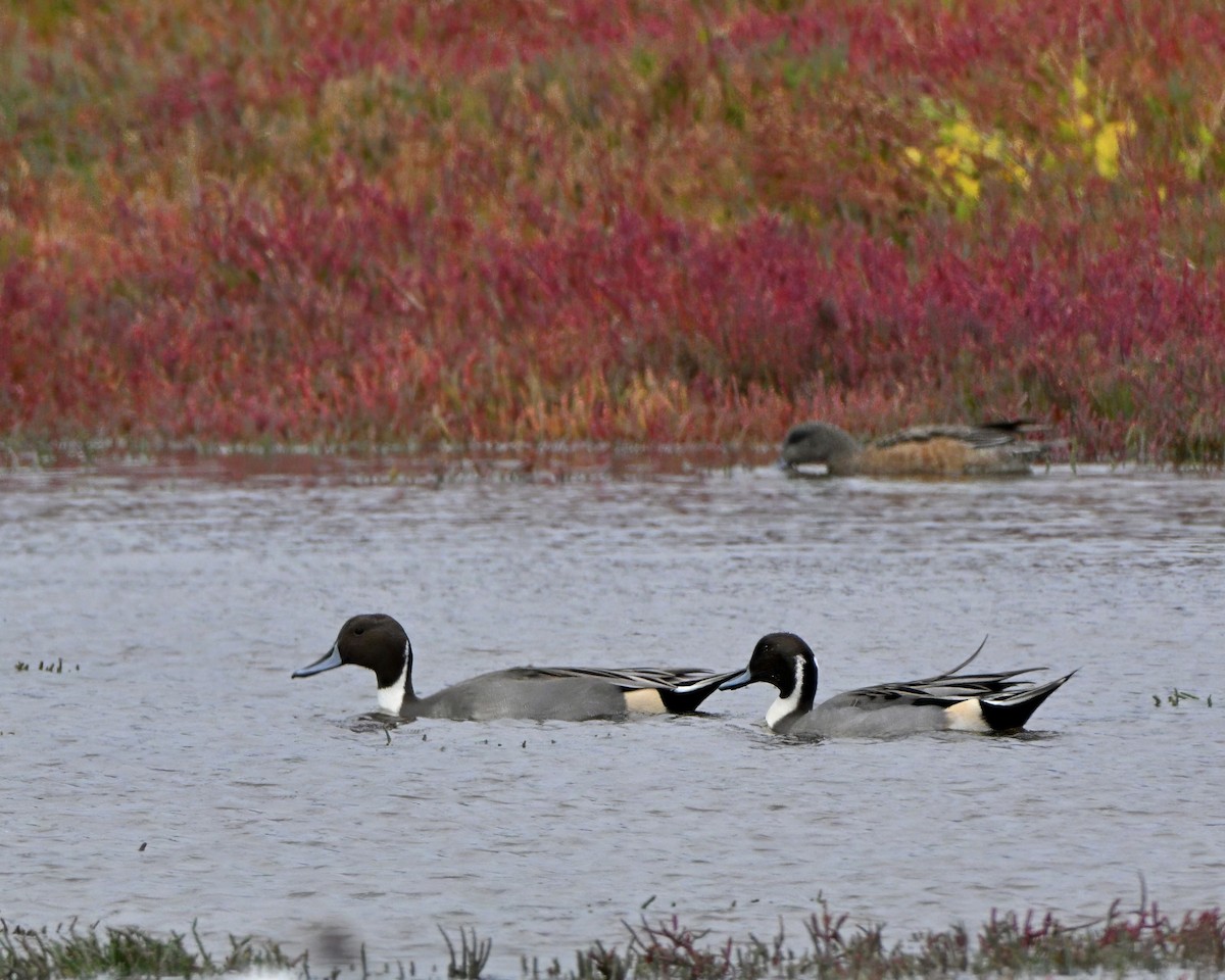 Northern Pintail - ML645532109