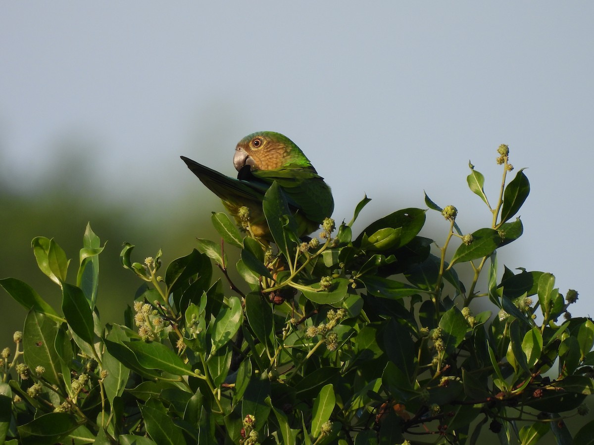 Brown-throated Parakeet - ML645532111