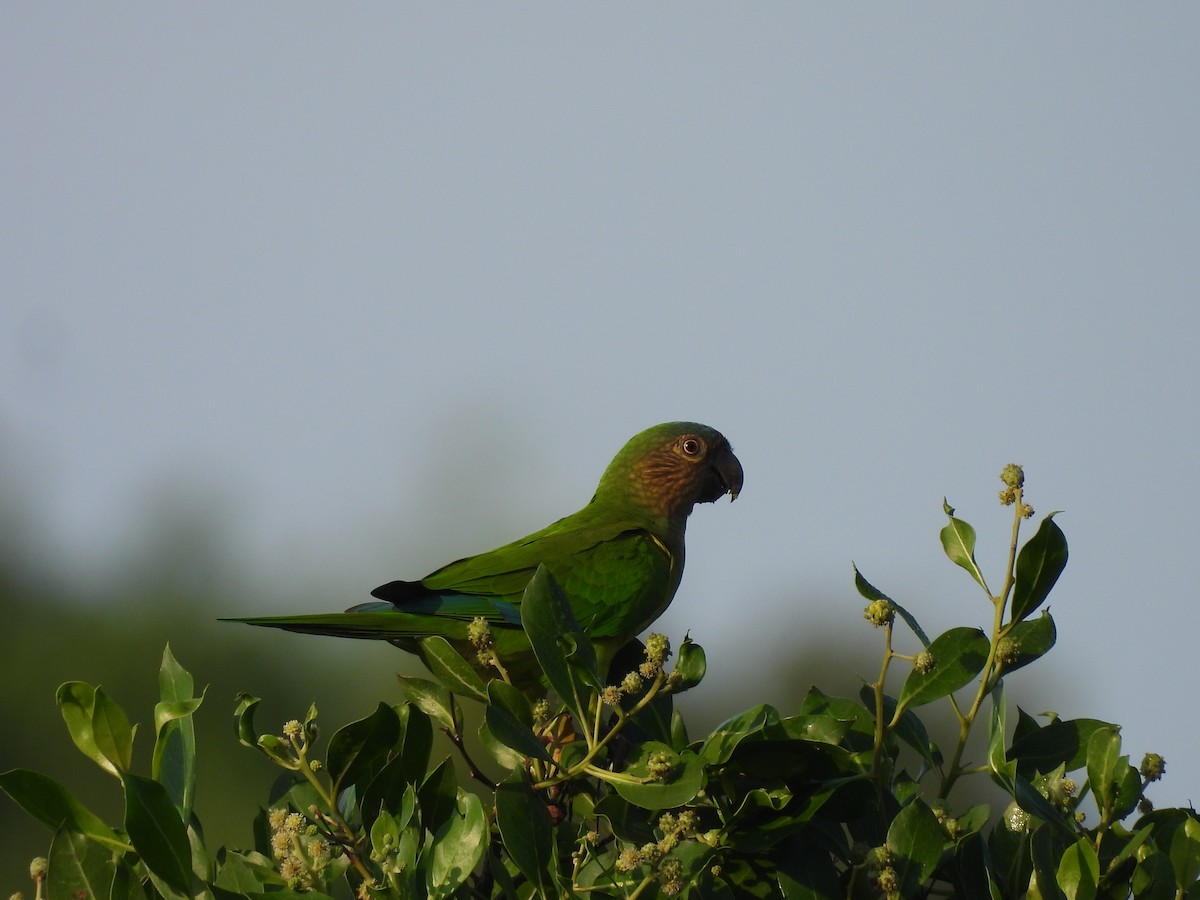 Brown-throated Parakeet - ML645532112
