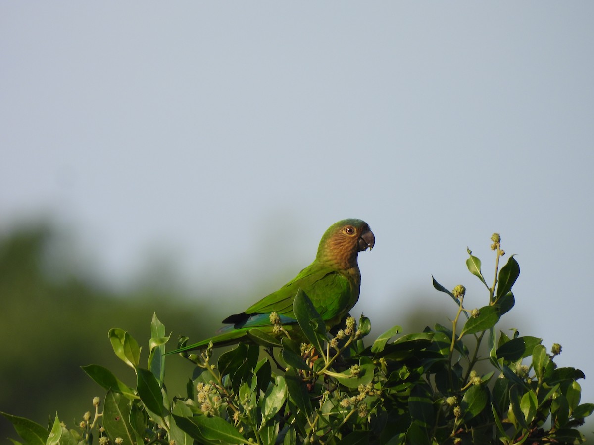 Brown-throated Parakeet - ML645532113