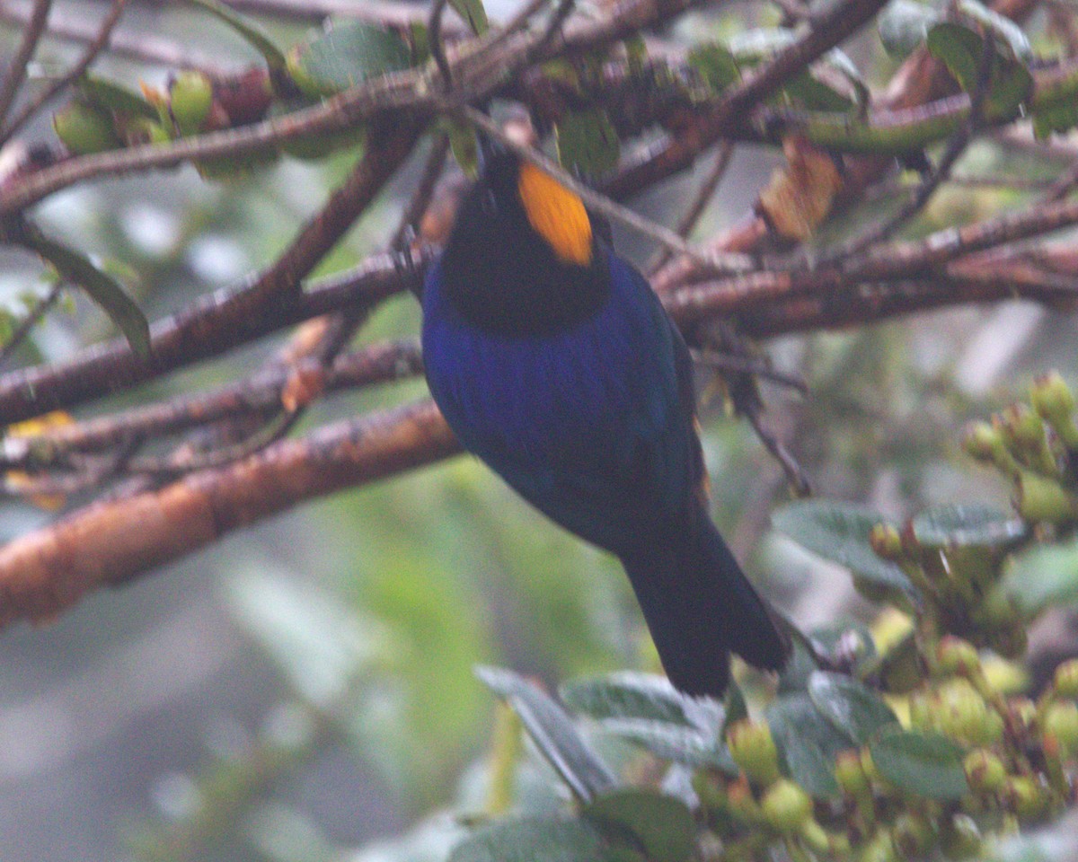 Golden-crowned Tanager - ML645532119