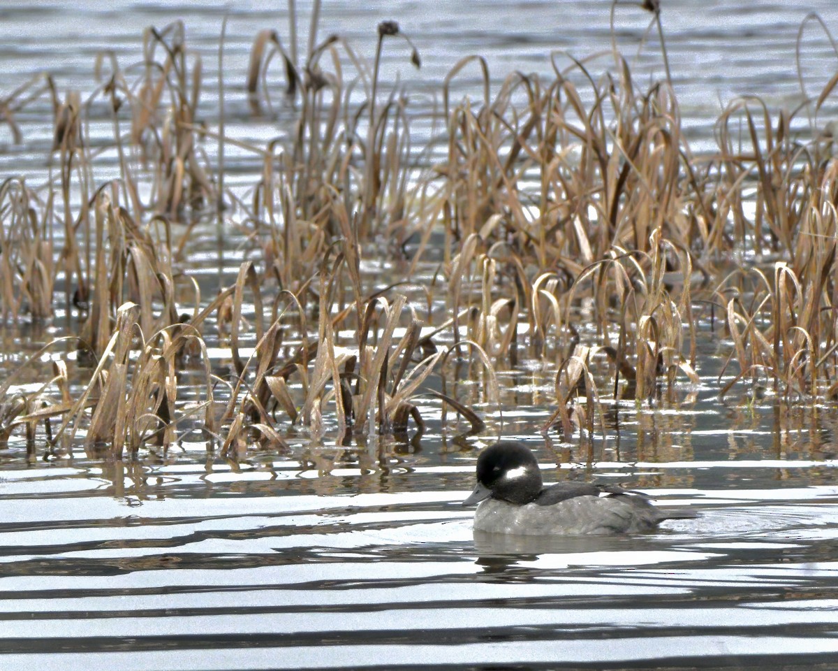 Bufflehead - ML645532120