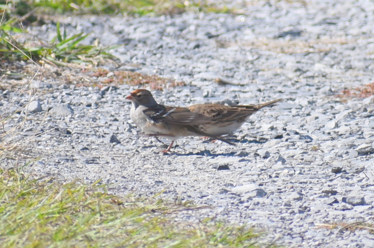 Chipping Sparrow - ML645532122