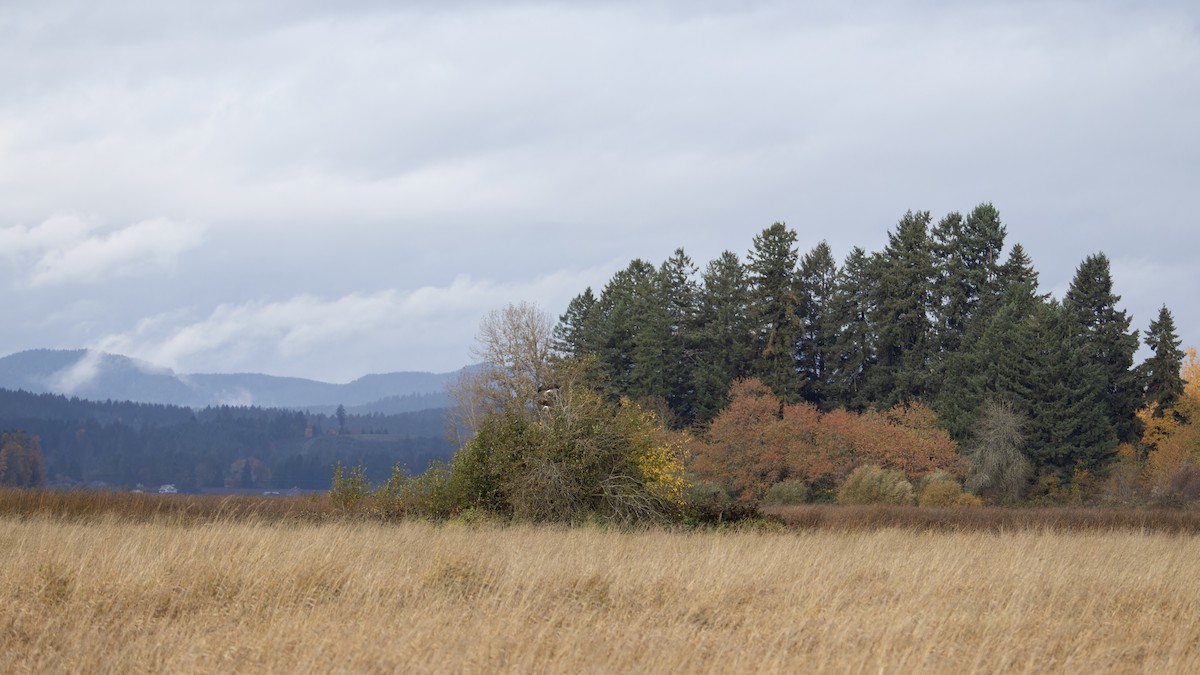 זרון אמריקני - ML645532125