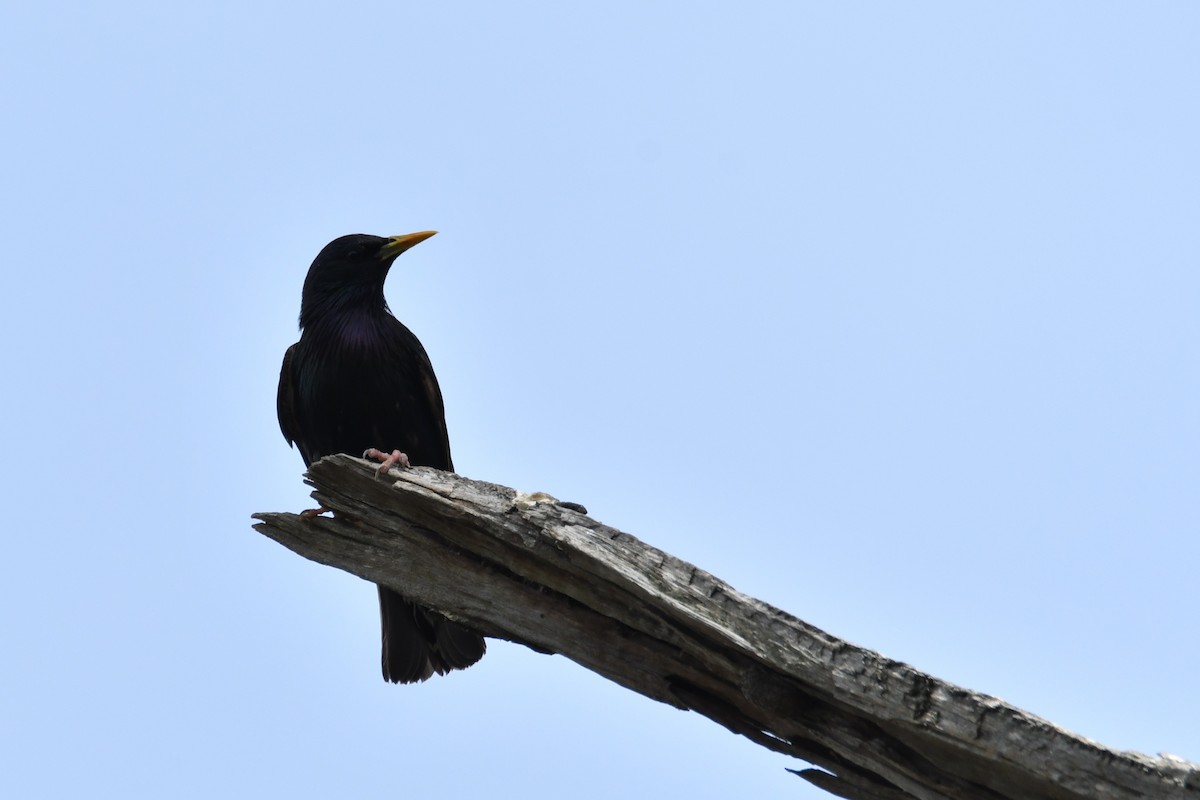 European Starling - ML645532126